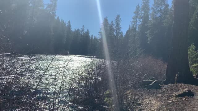 Serene Shoreline Views of Metolius River – Central Oregon