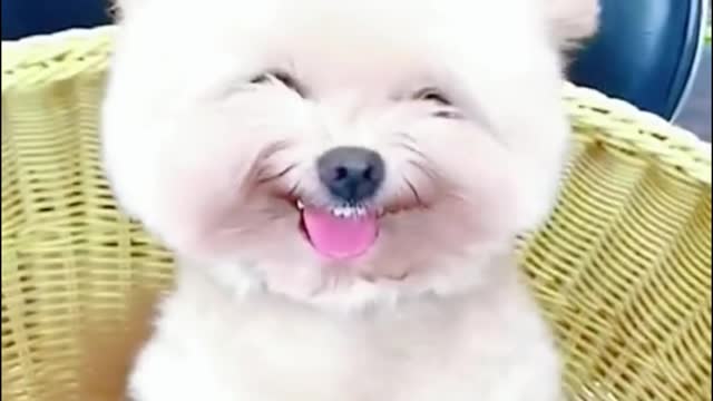 I like the way it smiles