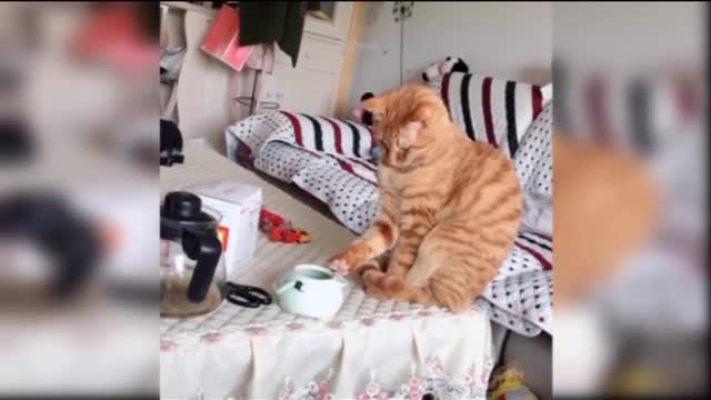 Cat's funny video on