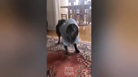 Try to not laugh dog reaction is very funny