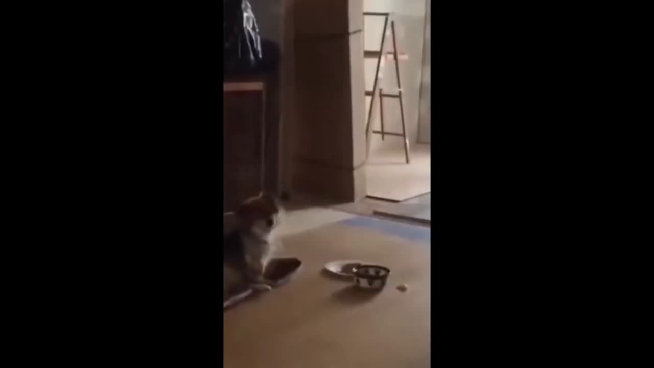 Funny cat videos