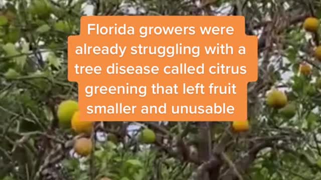 Ben Krause is a thirdgeneration citrus grower who walked through these groves as a two-year-old