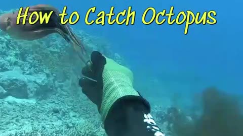 Amazing Way to Catch Octopus