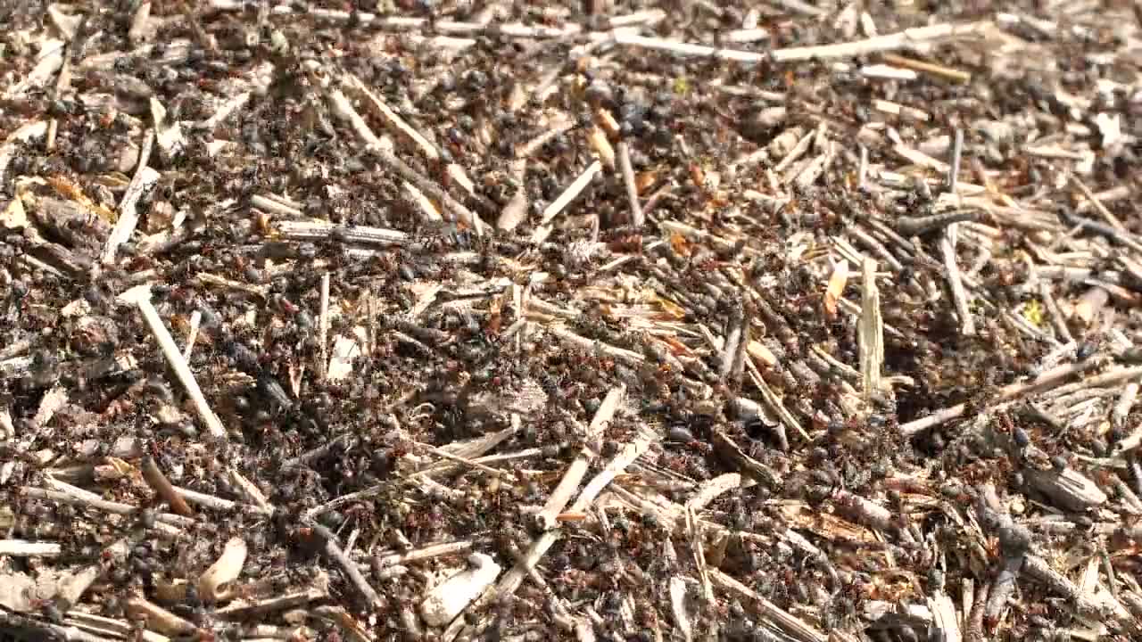 Ants Anthill Ant Hill Insect Crawl Glade