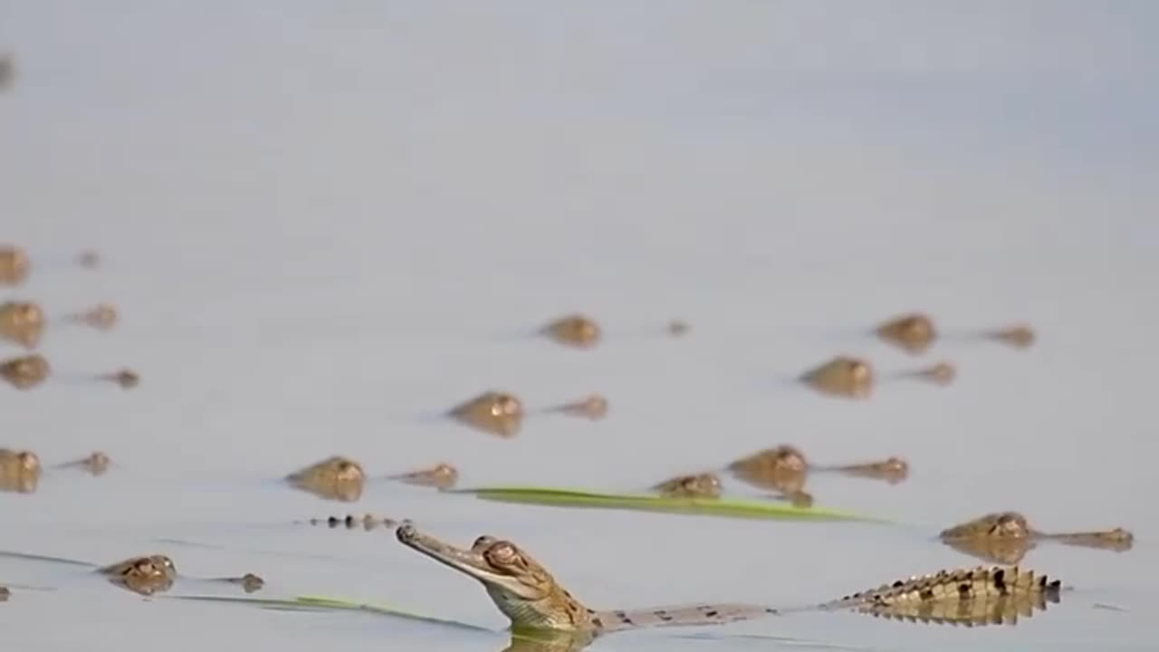 Crocodile with kids in natural perspective.