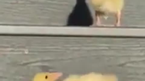 Funny animals vedio