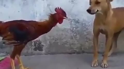 Chicken And Dog Fight #shorts #viral #shortsvideo #video