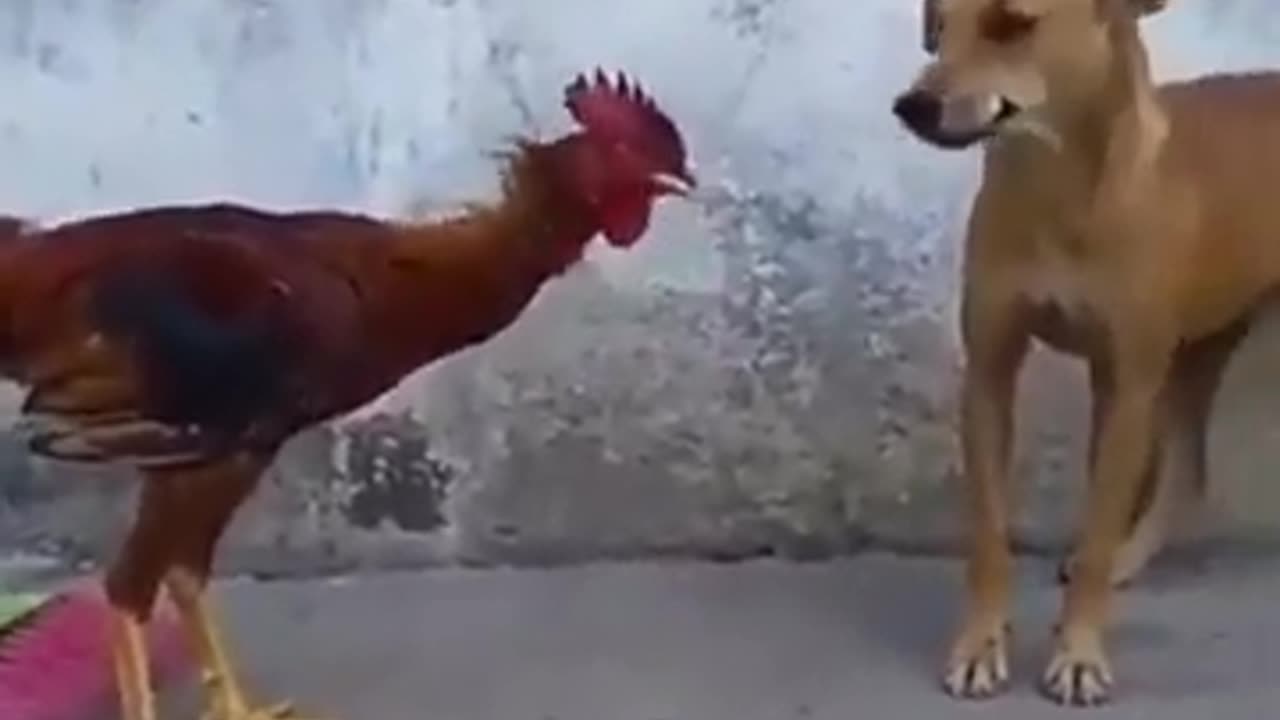 Chicken And Dog Fight #shorts #viral #shortsvideo #video