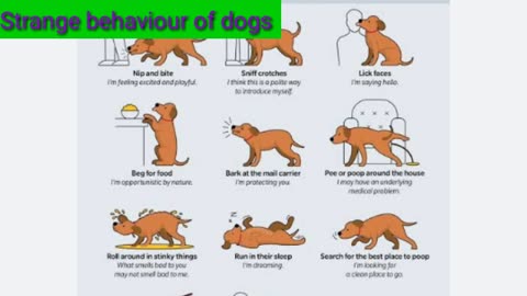 Strange behaviour of dogs.