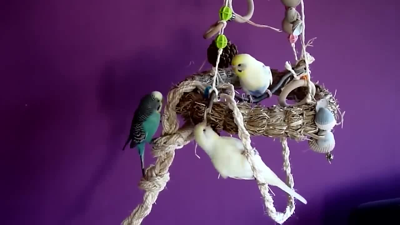 Budgies and Cockatiel Birds Playing and Feeding