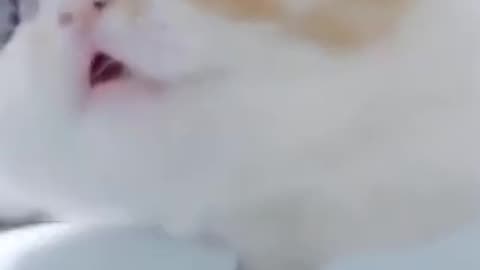 Funny kitten video