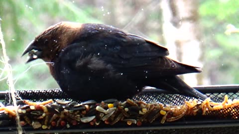 Cowbird