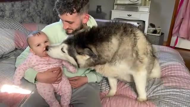 My Husky Is The REAL Baby! 😂