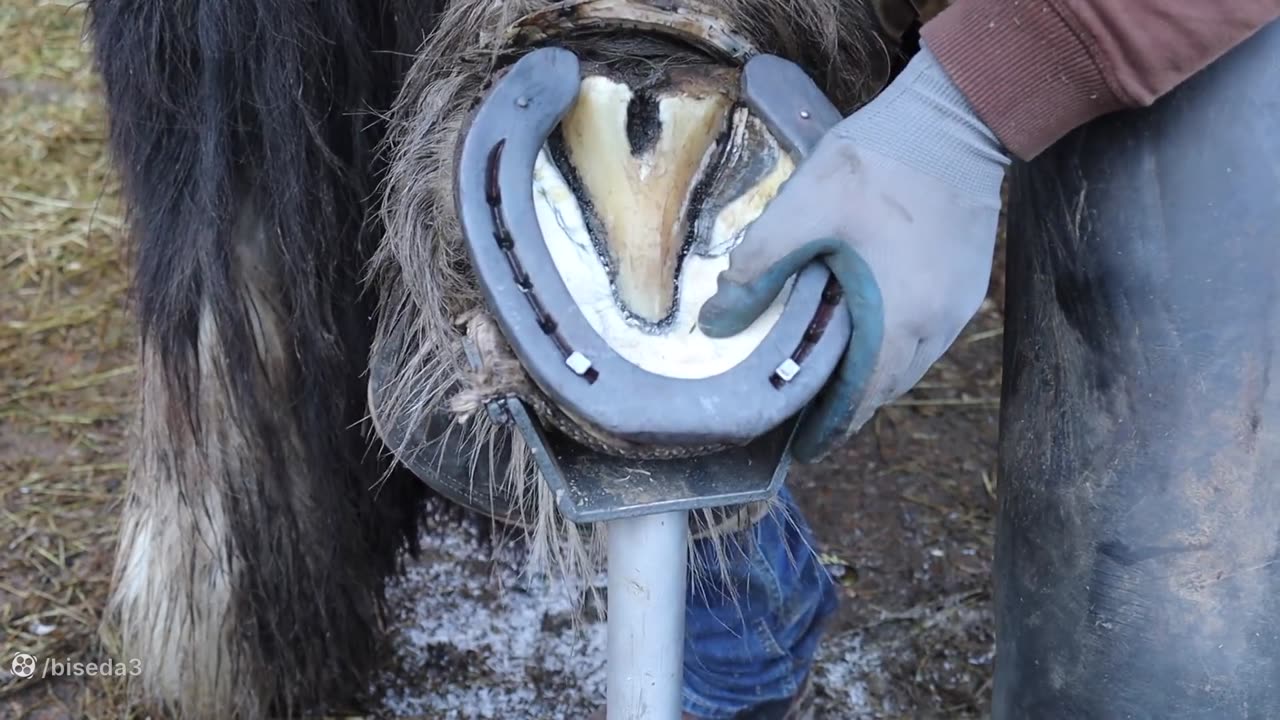 EATING CEREAL from a HOOF