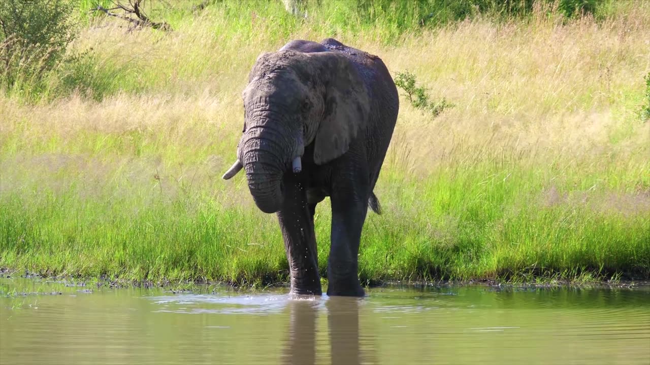 Elephant Splashing and Drinking Water: A Joyful Day in the Wild