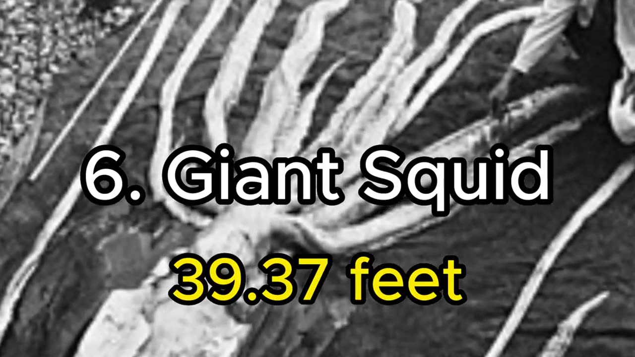 TOP 10 SEA CREATURES 🦑☠️