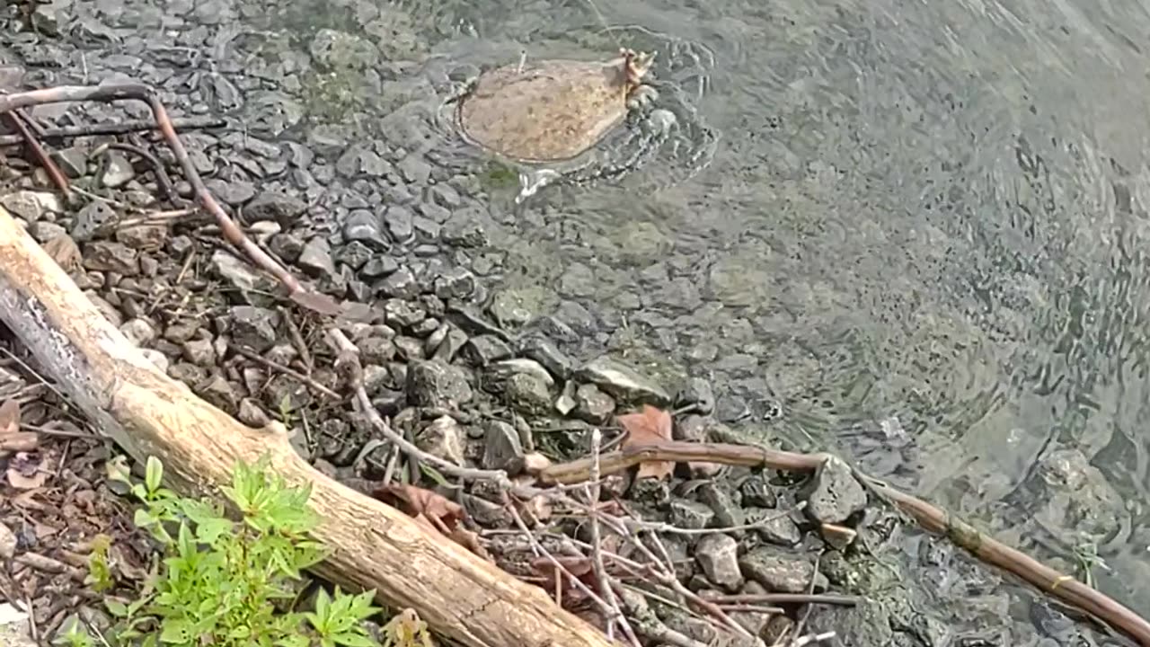 Softshell 🐢 action!