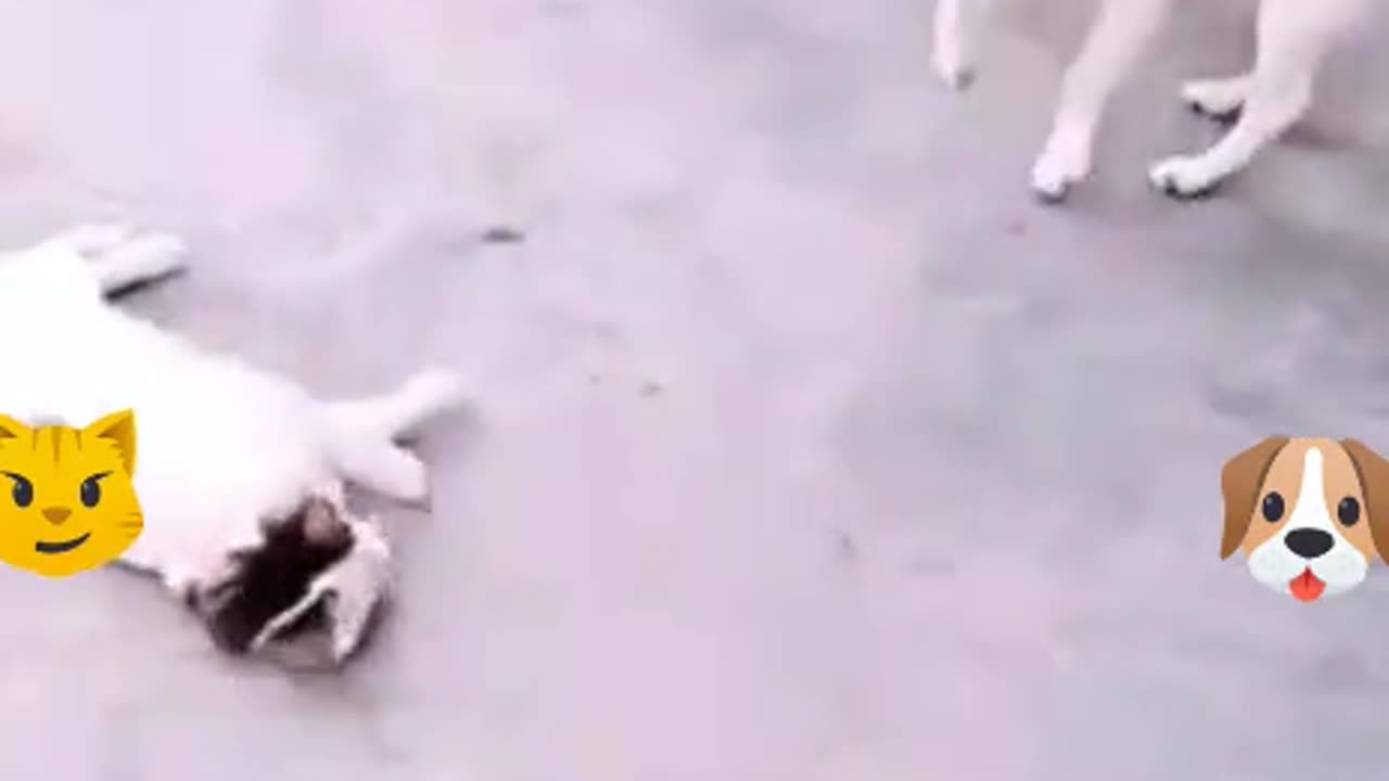 Cat and dog funny funny I give up 🤣💯💯💯🤣