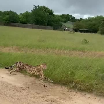 Lion Tiger daer Fails To Catch Gazelle In Epic Safari Footage