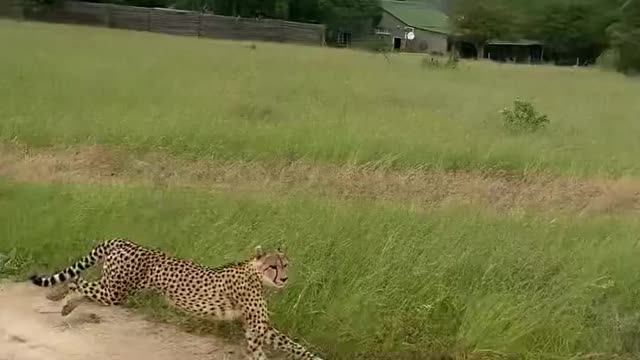 Lion Tiger daer Fails To Catch Gazelle In Epic Safari Footage