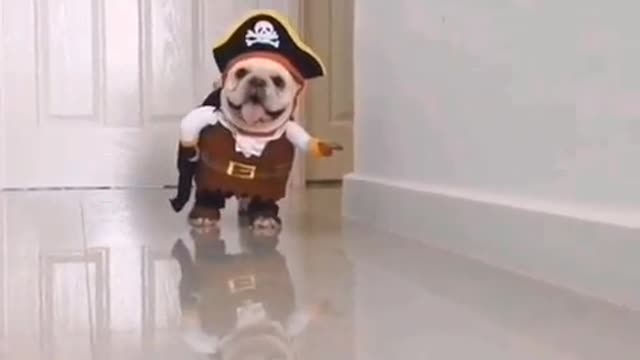 Cute Puppies - Pirates Caribbean ( Version a Cute Puppy )