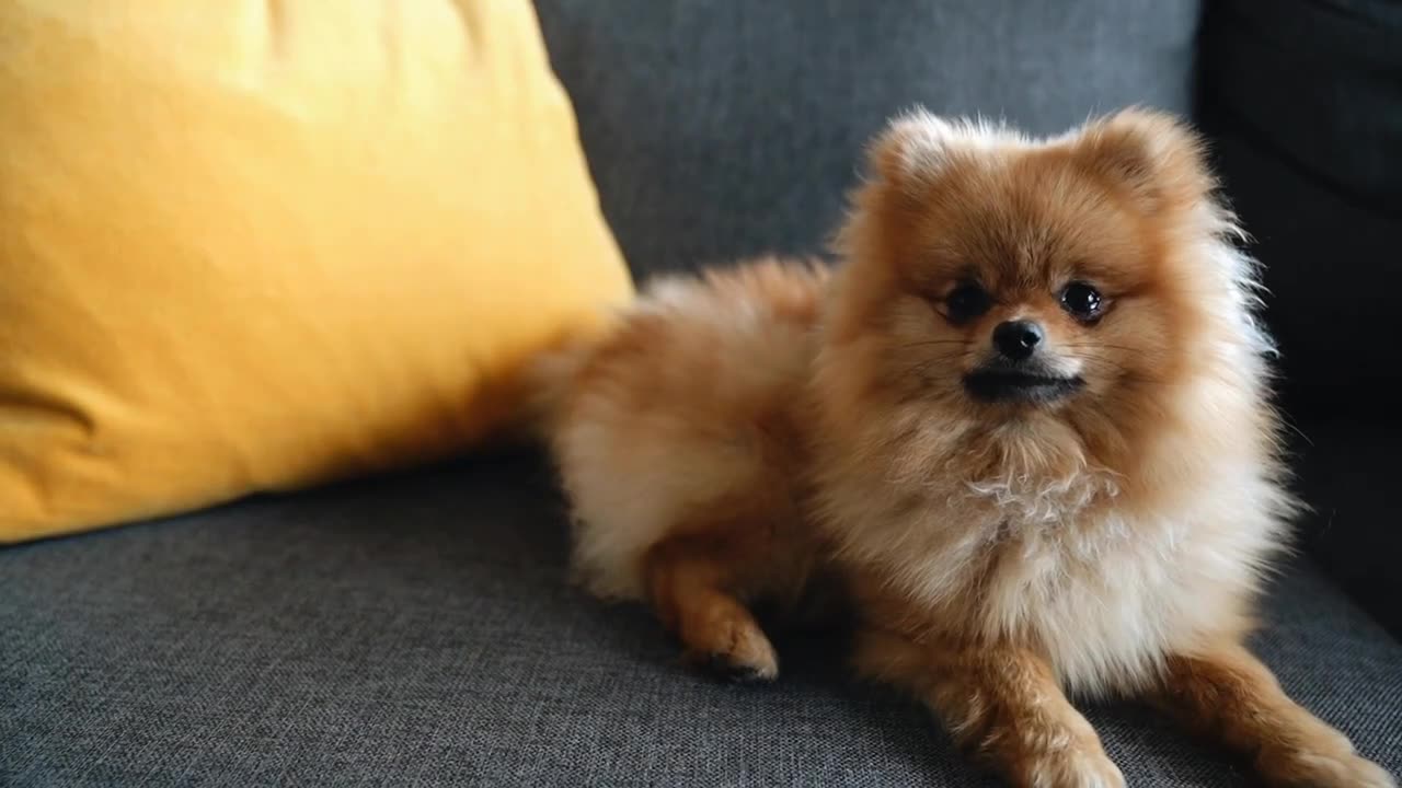 Cut small dog video