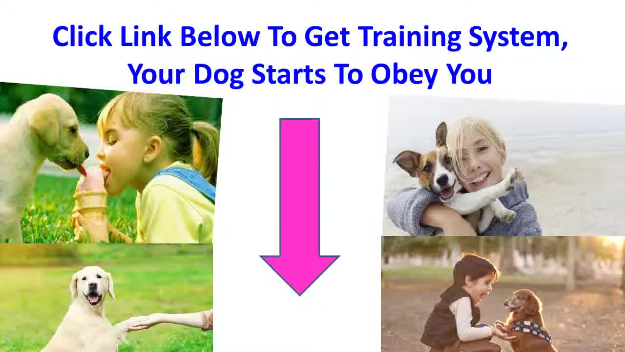 "Funny and Cute 🥰 Dogs 🐶 Training System"