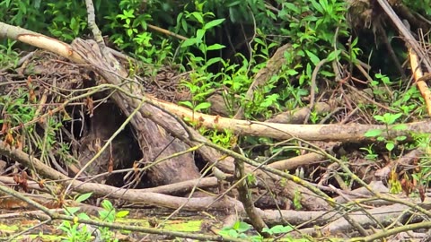 Great tits on a tree in the river / some birds on a fallen tree in the water.