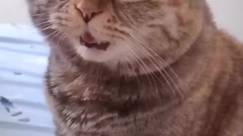 This Cat's Hilarious Reactions Will Leave You in Stitches!