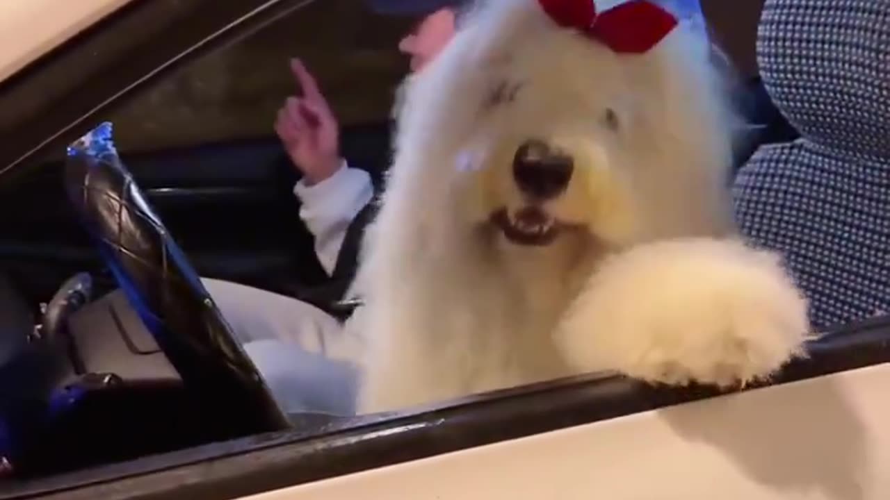The dog keeps up with the rhythm like this