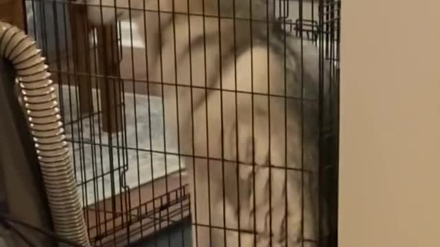 Guilty Husky APOLOGIZES For Destroying My House!!!