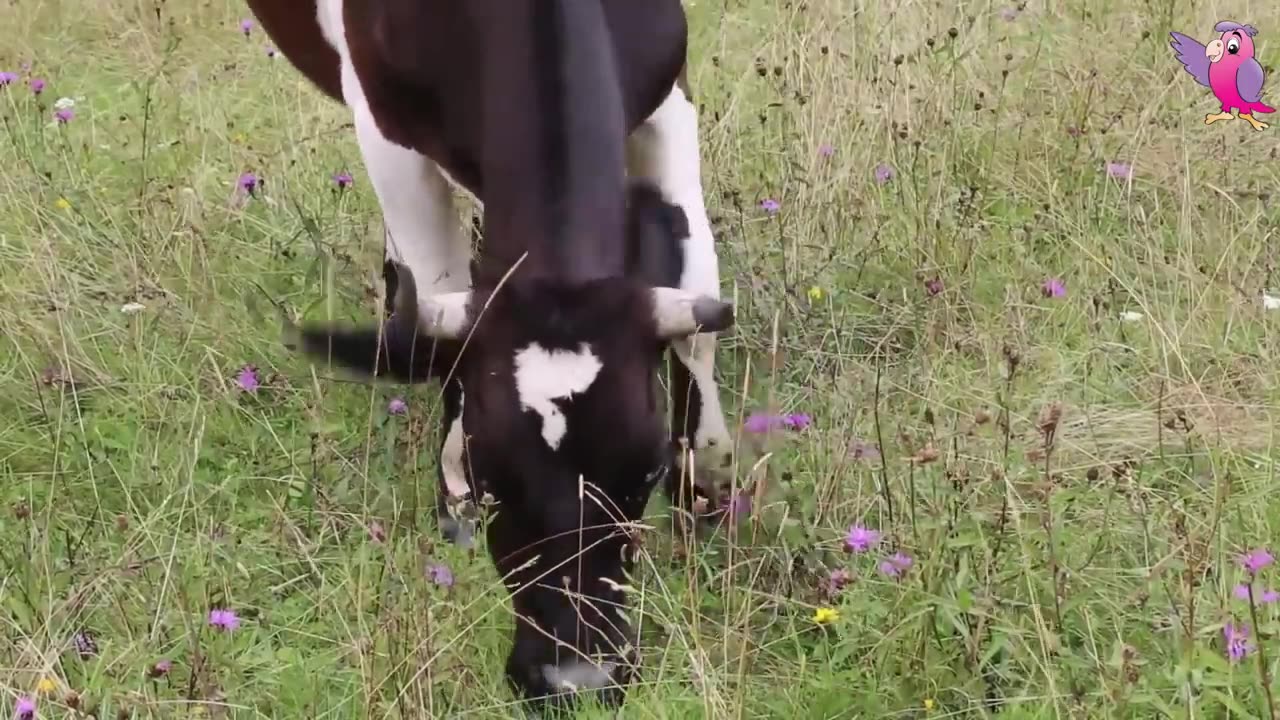 "Moo-rvelous Adventures: Fun and Educational Cow Videos for Kids