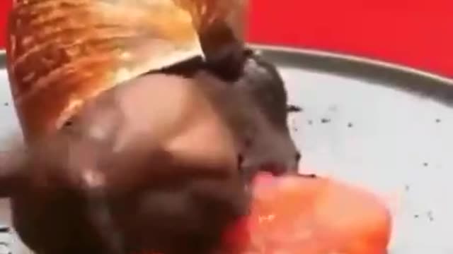 The snail is very hungry