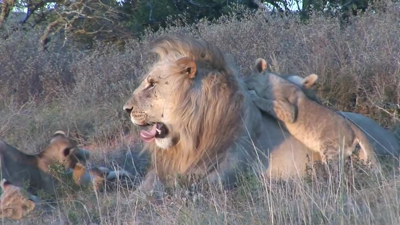 Male lion playing with cubs at Shamwari