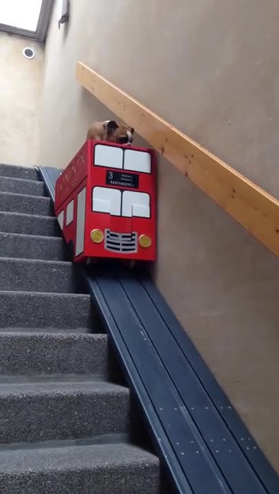 This Pup Goes Down The Stairs With The Help Of A Pimped-Out Stairlift
