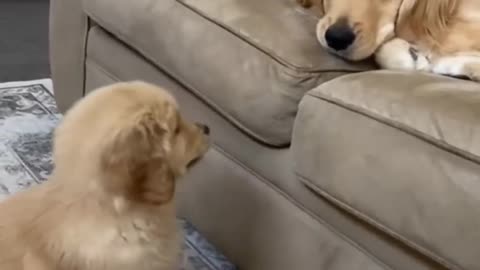 Funny animals - Funny cats dogs - Funny animal