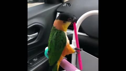 The most Funny Parrots Videos Compilation Cutest Parrots