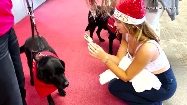 Airport Therapy Dogs Make Traveling Easier