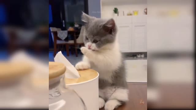 my cat so funny moment