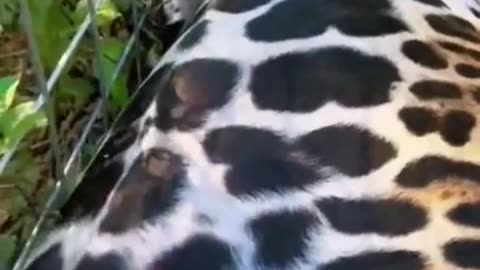 Rubbing a spotted leopard's belly