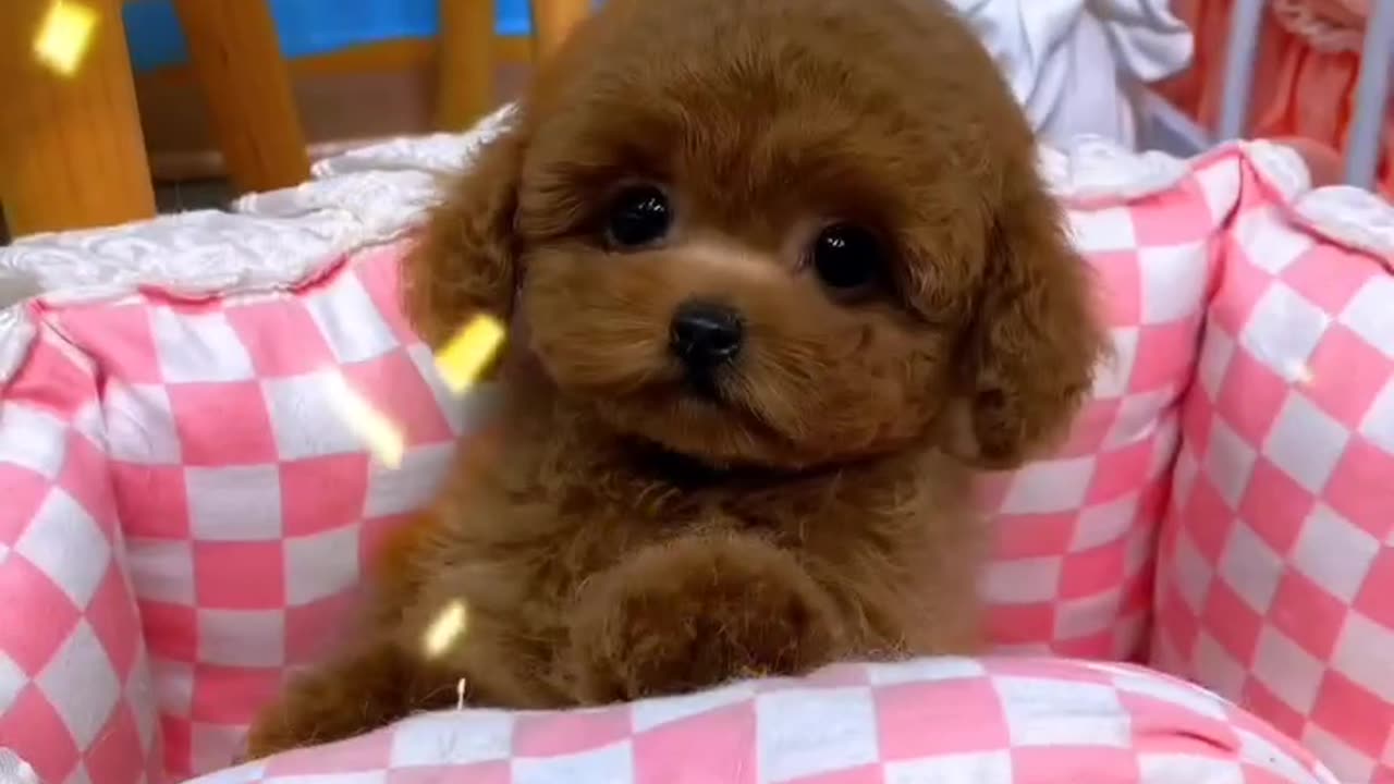 Cute dog 🐕