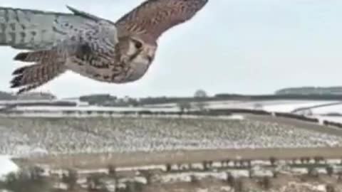 Graceful Way Kestrel Comes in to Land