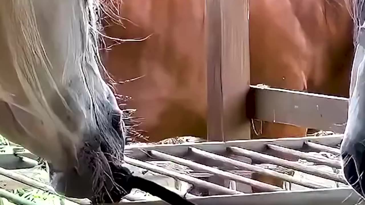 What a clever horse! 💡