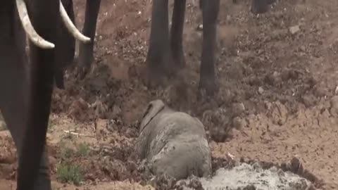 Baby elephant stuck up in mud