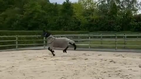 Horse SOO Cute! Cute And funny horse Videos Compilation cute moment #23