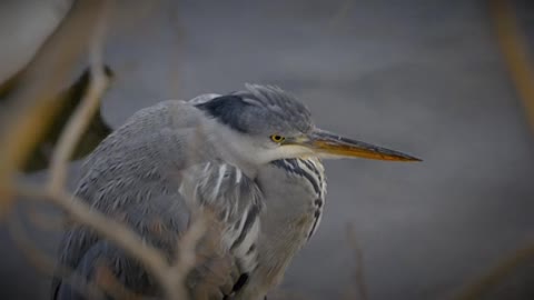 Fishing heron