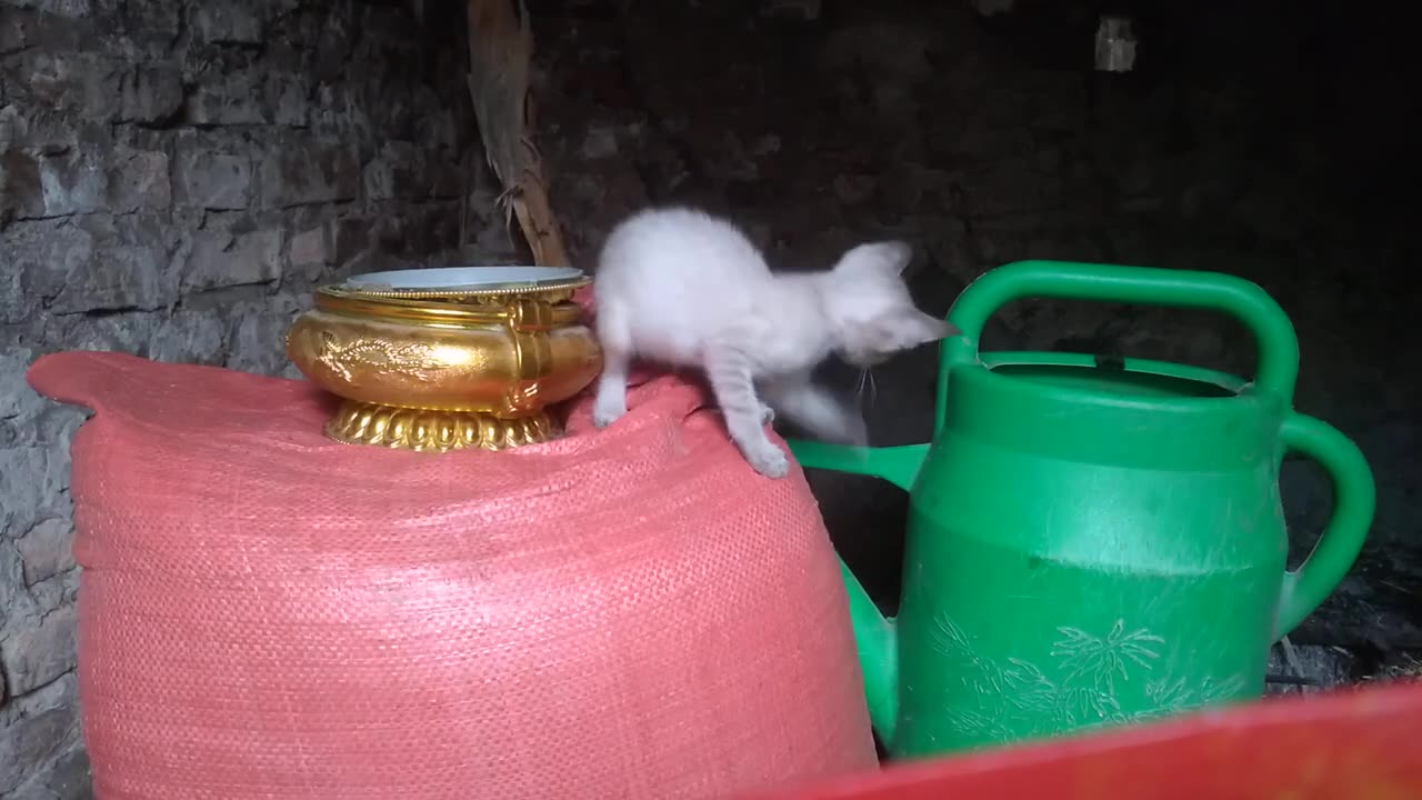 cutest white kitten