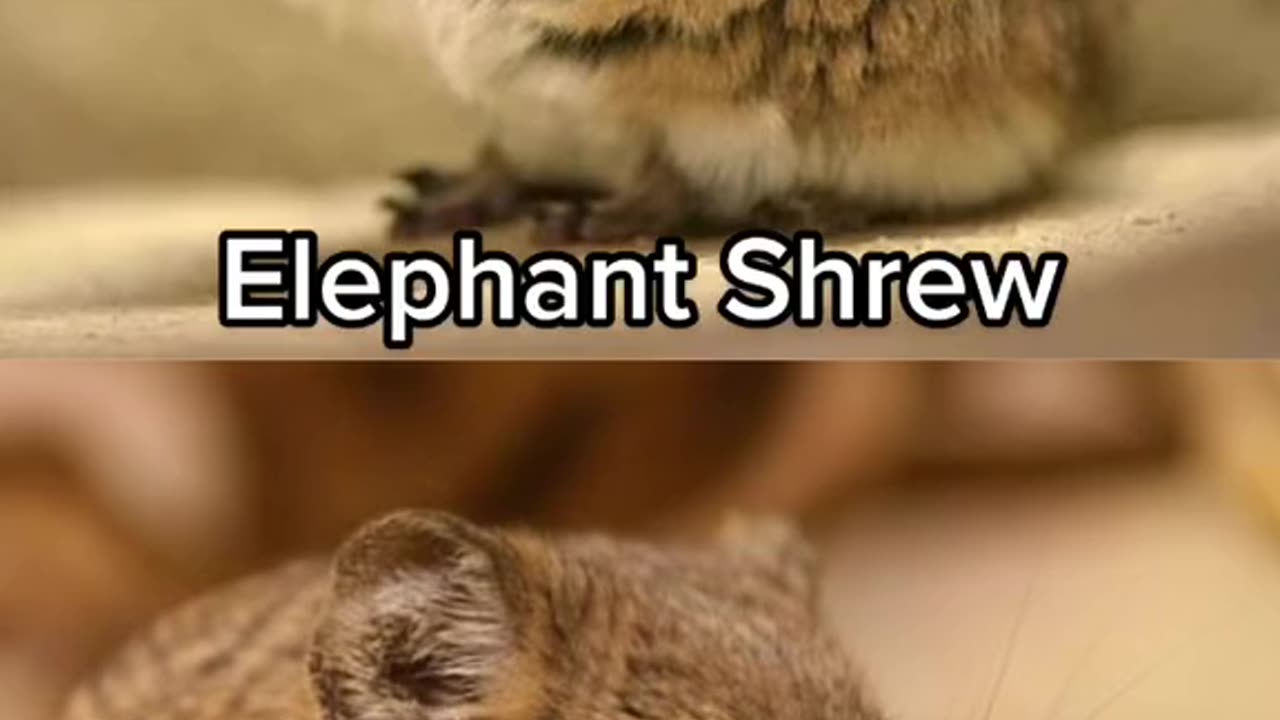Adorable animals