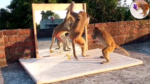 Monkey Pranks with Mirror