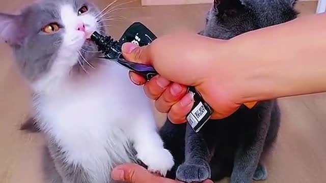 Catfunny